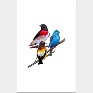 Colorful Grosbeaks Posters and Art